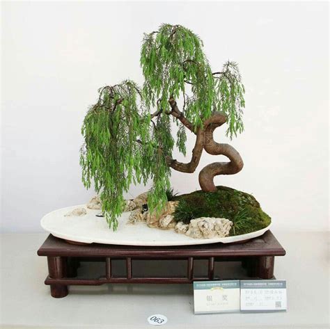 Weeping Willow Bonsai#bonsai #weeping #willow | Weeping bonsai, Bonsai ...