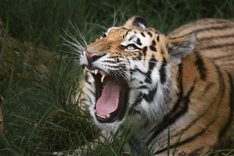 Do Tigers Purr Like Cats and Roar Like Lions? Tiger Sounds Explained ...