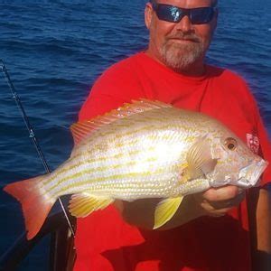 Lane Snapper – Gulf of Mexico Fishery Management Council