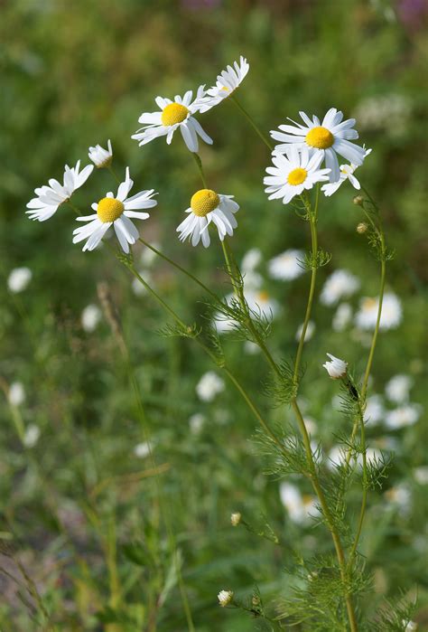 Chamomile - Wikipedia