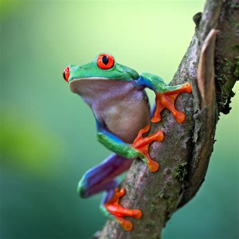 Red-Eyed Tree Frog | Rainforest Animals