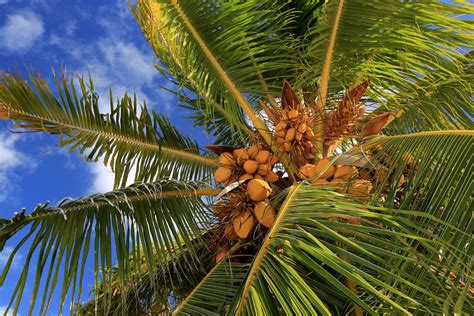 coconut tree and palm tree - Justine Gass