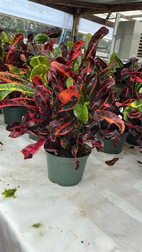 6'' Croton Mammy – El Clair Foliage