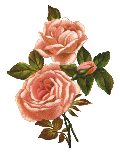 Antique Images: Pink Rose Stock Image Vintage Shabby Flower Clip Art