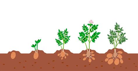 Potato Growth Stages and Growing Quick Tips - Harvest to Table