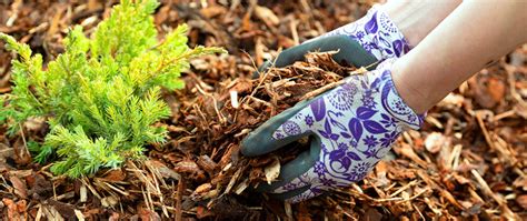 Mulch FAQ: Application, Common Issues, and More