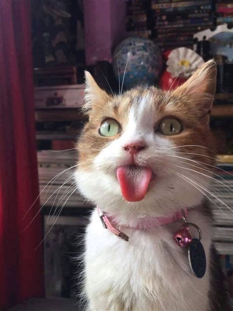 Literally Just 16 Photos of Cats Sticking Out Their Little Tongues ...