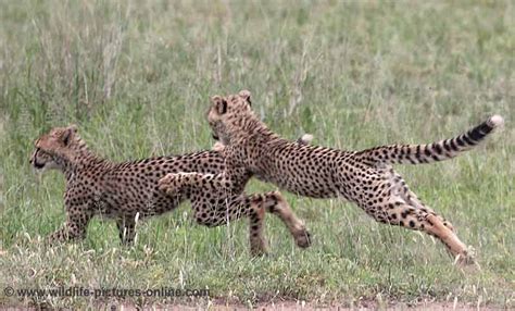 Cheetah Cubs Practise Hunting Skills