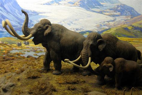 NYC - AMNH: Hall of North American Mammals - Extinct North American ...