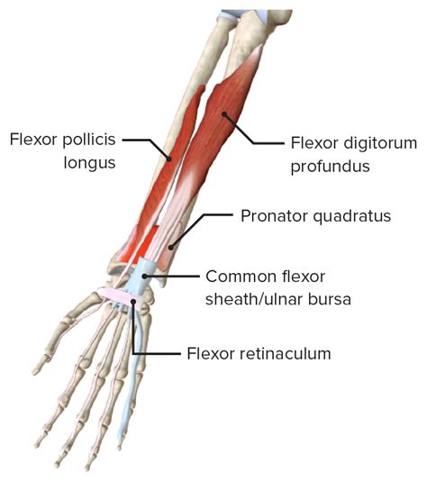 25+ Forearm Muscle Diagram Images | altravoceilblog