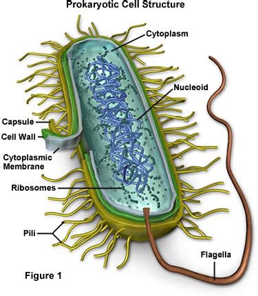 Molecular Expressions Cell Biology: Bacteria Cell Structure