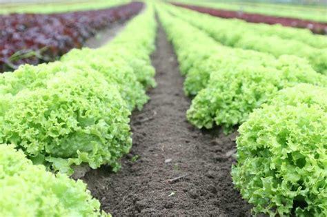 Lettuce Companion Planting Chart - Companion Planting Chart