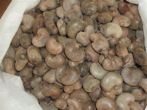 Raw Cashew Nut In Shell in Marcory, Abidjan, Cote D'Ivoire (Ivory Coast ...