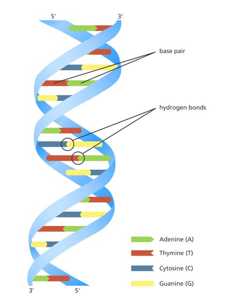 Can essential oils repair DNA? (the short answer is "no") - Tisserand ...