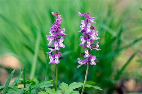 Corydalis: species, cultivation & care - Plantura