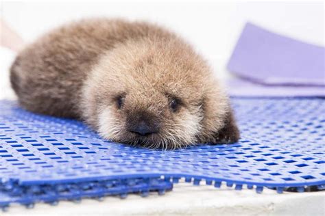 This Baby Otter Was Reunited With His Mom - And Its Adorable