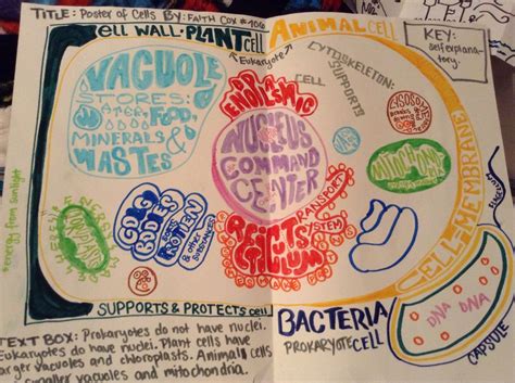 Biology Cell project; eukaryotic and prokaryotic cell poster More ...