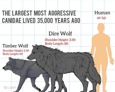 Size reference for the dire dogs 3 | Dire wolf size, Dire wolf, Timber wolf