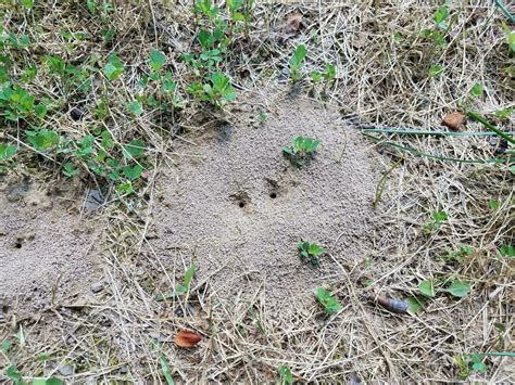 ant mound or hill in dirt with grass or lawn 7710263 Stock Photo at ...