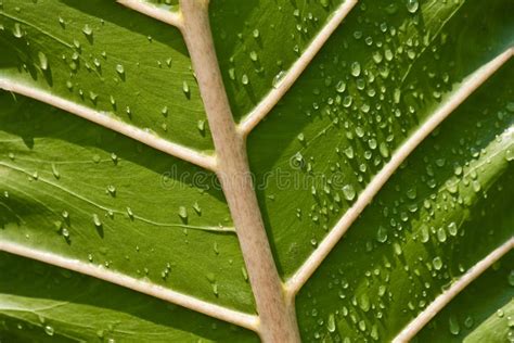 Leaf Veins stock photo. Image of lines, perspective, leaves - 25812572