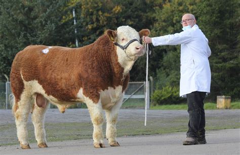 WELLBRAY SIMMENTAL BULL SELLS TO 3,500GNS AT DUNGANNON - British ...