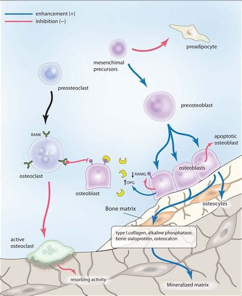 A review on strontium ranelate long-term antifracture efficacy in the ...