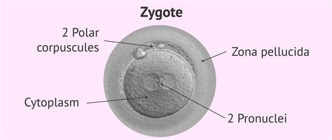 Zygote Embryo