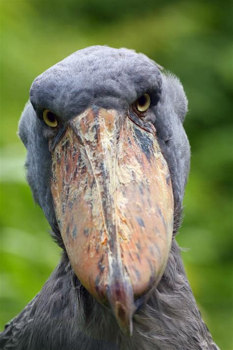 ‘The Most Terrifying Bird in the World’: Shoebill Stork Stands Up to ...