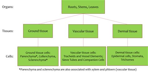 Plant Development I: Tissue differentiation and function | Organismal ...