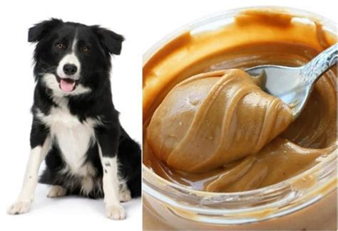 Can Dogs Eat Peanuts and Peanut Butter? - Miss Molly Says