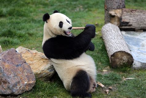 (Multimedia) Cuatro osos panda son presentados al público en suroeste ...