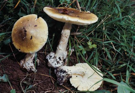 How to identify edible and poisonous wild mushrooms