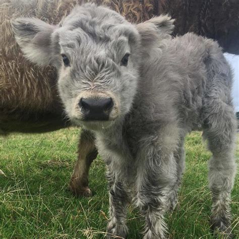 Adorable Highland Cattle Calves Are the World’s Cuddliest Little Cows