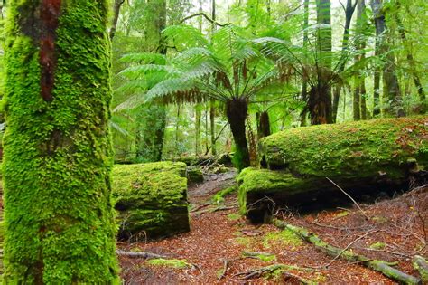 Tarkine Rainforest | Tourist Attractions | Discover Tasmania