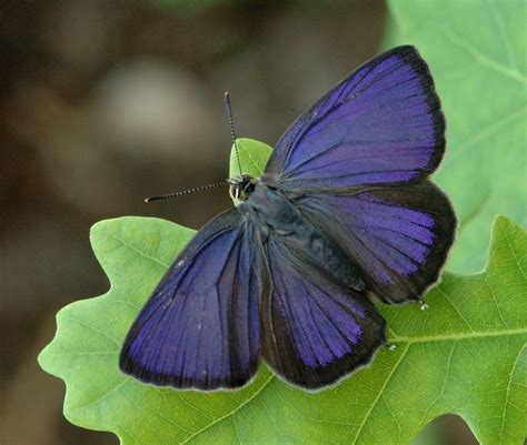 Purple Hairstreak - Natural History Society of Northumbria