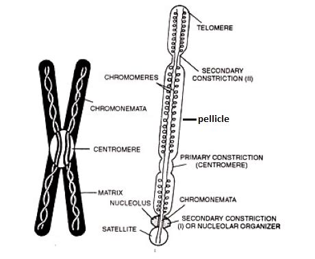 Chromosome: definition, structure, types, and composition - Javatpoint