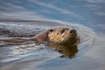 Southern River Otter: Habitat, Population & Adaptations | Study.com