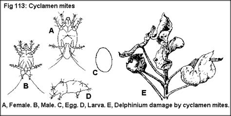 Cyclamen mite