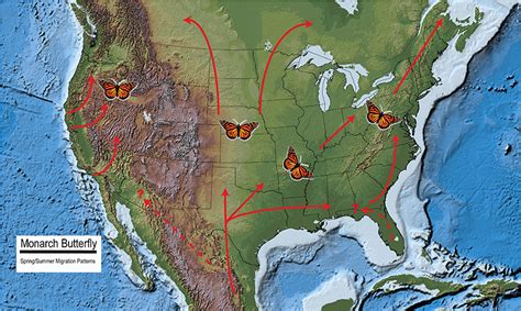 Monarch Migration Map Live 2024 - Terza Caresse