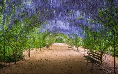 Adelaide Botanic Garden | Botanical gardens, Landscape, Outdoor