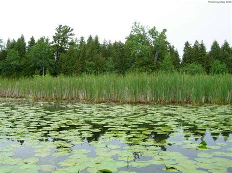 Freshwater Marsh Plants - Plants BA