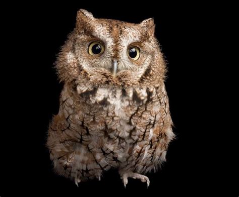 Screech Owls are Cute Killers - The Adirondack Almanack