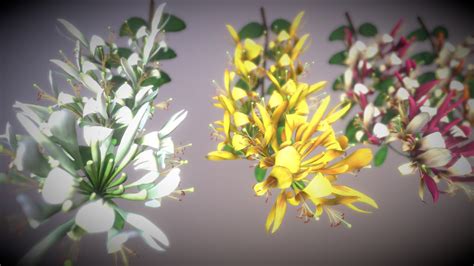 Caprifoliaceae Flower - Buy Royalty Free 3D model by vustudios [05dc580 ...