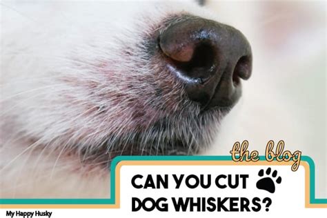 Can You Cut & Trim Husky Whiskers? (Surprising Facts) – My Happy Husky