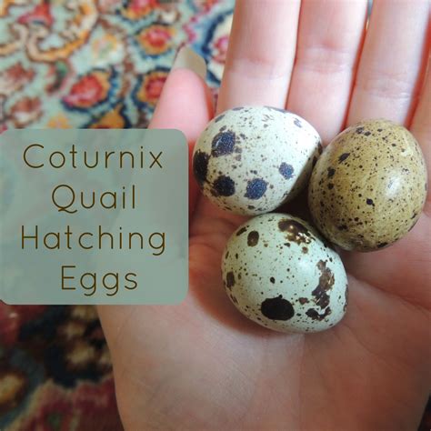 Linn Acres Farm: Quail Hatching Eggs!