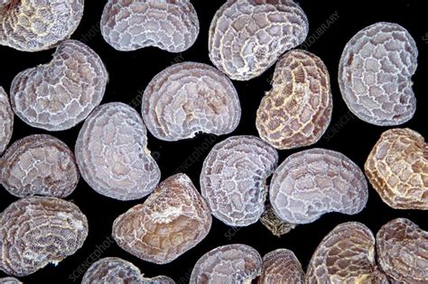 Poppy seeds, light micrograph - Stock Image - C057/0306 - Science Photo ...