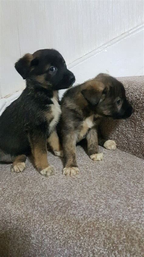 German shepherd x akita puppies | in Omagh, County Tyrone | Gumtree