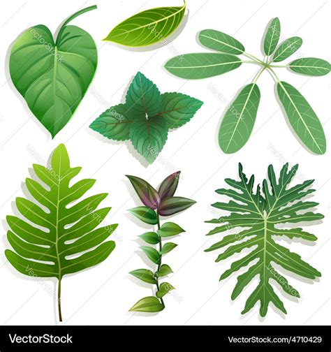 Different shape of leaves Royalty Free Vector Image