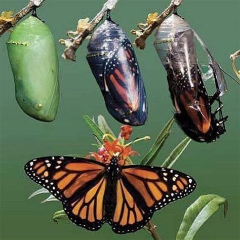 Miracle | Butterfly chrysalis, Butterfly, Butterfly cocoon