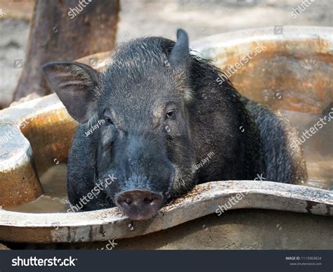 Male Wild Boar Relaxing Pool Stock Photo 1113969824 | Shutterstock